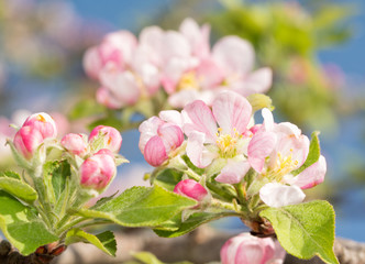 Fototapeta na wymiar Beautiful pink and white apple flowers in early spring, with blue sky