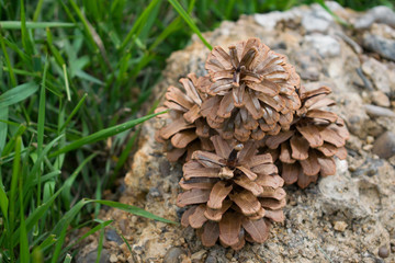 Pine cone