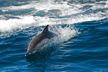 Fototapeta premium Dolphin jumping outside the sea