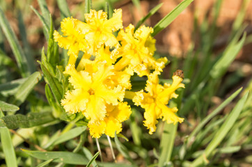 Bright yellow flowers of Fringed Puccoon, a common spring wild flower