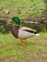 A duck standing by the water