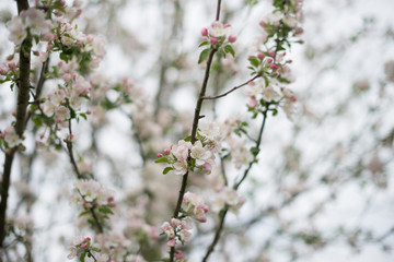 Blossoming of fruit tree during spring