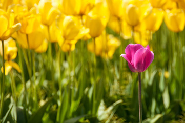 Pink Versus Yellow Tulips