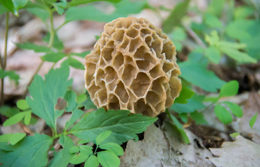 Wild spring Morel mushroom (Morchella esculenta). Delicacy.