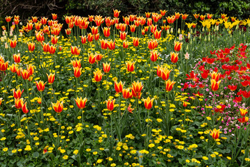 Various floral combinations at Buckingham Palace in London