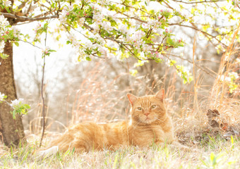 Beautiful orange tabby cat relaxing under a flowering apple tree in spring, back lit by sun