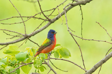 Male Painted Bunting with his amazingly colored plumage, perched in a Persimmon tree in spring
