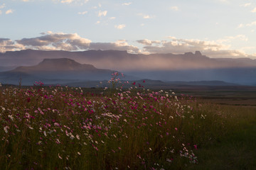 cosmos Drakensberg South Africa