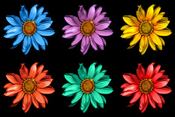 Pack of colored surreal decorative sunflowers macro isolated on black