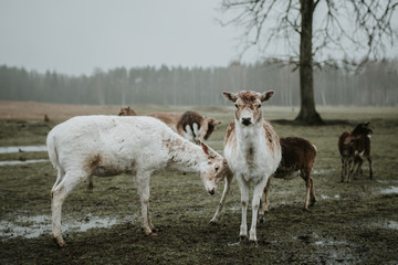 Obraz premium Deer & moose