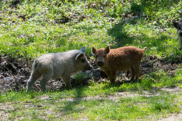 Fototapeta premium Rare hairy Hungarian 
