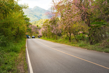 sakura flower on side road