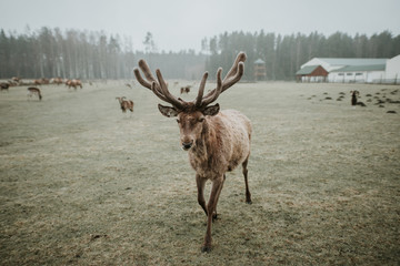 Deer & moose