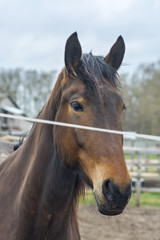 Obraz premium Portrait of a horse 