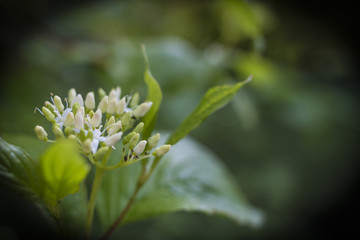 Hartriegel im Fr&uuml;hling