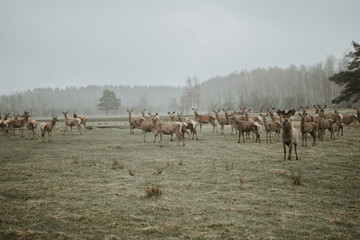 Deer & moose