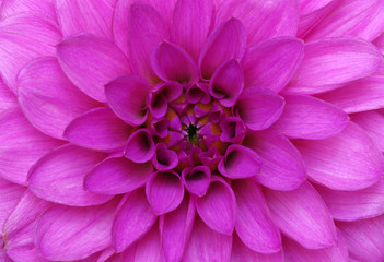 flower and beautiful petals