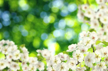 Fototapeta na wymiar Spring blossom with soft blur background