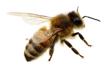 Biene auf dem Weiß