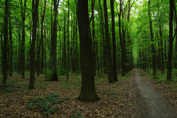 Fototapeta premium Trees in green forest
