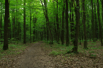 Fototapeta premium Trees in green forest