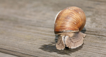 snail on wooden piece