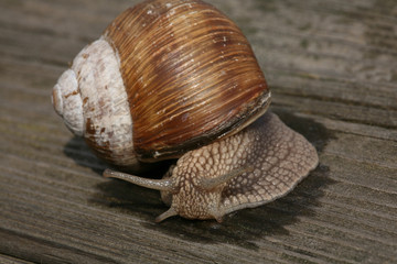 snail on wooden piece