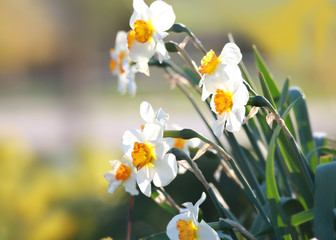 Narcissus flowers close up shot