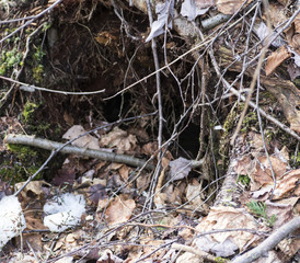 Le Trou dans la Forêt