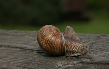 snail on wooden piece