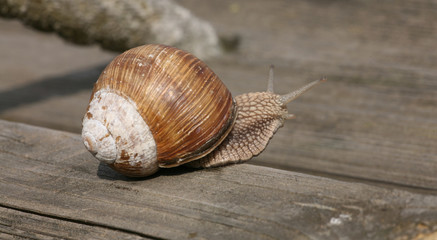 snail on wooden piece