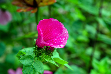 Pink mallow close-up after rain in the garden