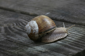 snail on wooden piece