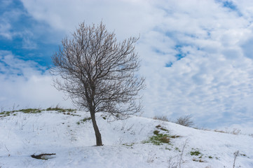 Wild lonely flowering apricot tree on a hill after snow storm in April