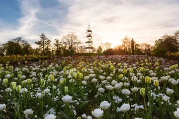 Stuttgart Killesbergturm Park Landschaft Blumen Frühling April Schöner Sonnenuntergang im Freien Landschaft Deutschland Europa © hunterbliss