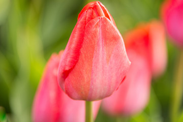 close up pink tulip