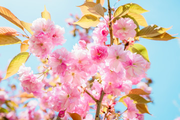 Beautiful pink cherry, blossom sakura in spring time and blue sky.