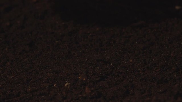 Woman seeding corn in agricultural arable field soil, young adult female planting maize grains in the ground