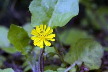 Yellow flower hawk beard