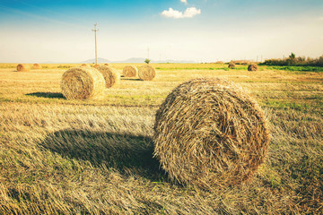 Hay in the stacks on the field © Kyrylo
