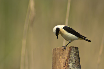 monachella (Oenanthe hispanica hispanica) maschio - ritratto
