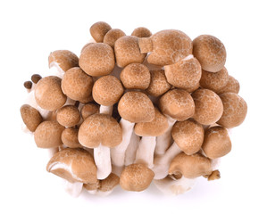 Fototapeta na wymiar shimeji mushrooms