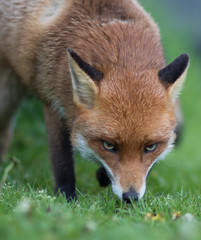 Red Fox (Vulpes vulpes)