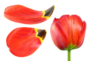 Red tulip flower and petals closeup isolated on white background