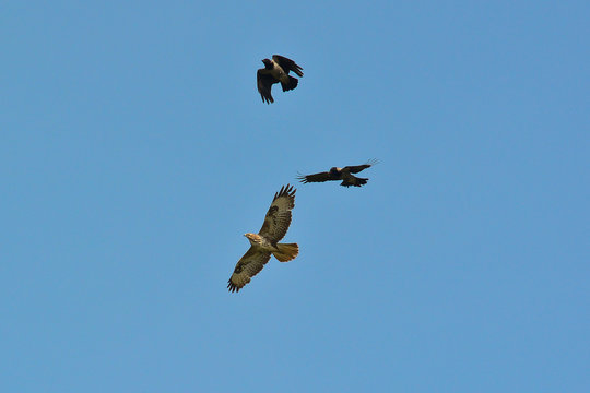 Poiana (Buteo buteo) e cornacchie - Mobbing in volo