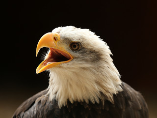 Close up of a Bald Eagle calling
