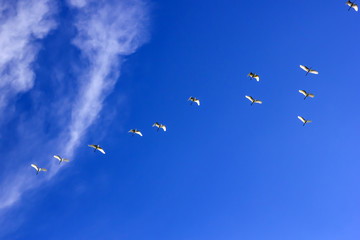 Flying birds