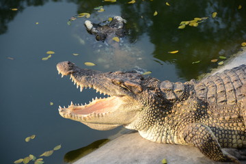 alligator