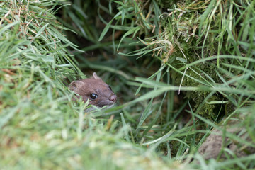 Stoat