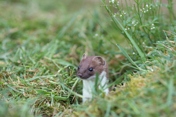 Stoat